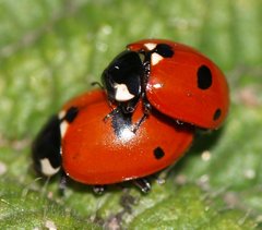 Coccinella quinquepunctata