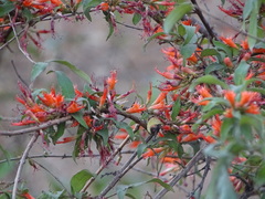 Woodfordia fruticosa