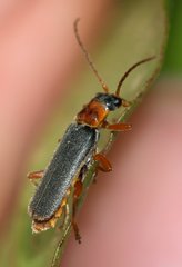 Cantharis lateralis