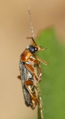Cantharis lateralis