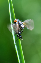 Cylindromyia interrupta