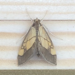 Evergestis limbata