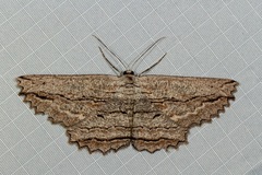 Scioglyptis loxographa