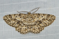 Thallogama pansticta