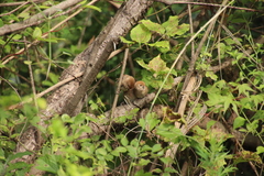 Sinosuthora webbiana