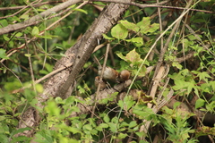 Sinosuthora webbiana