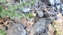 Brickellia greenei