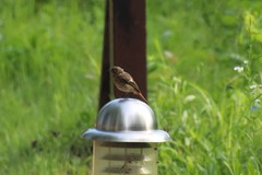 Phoenicurus auroreus