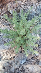 Brickellia greenei