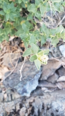 Brickellia greenei
