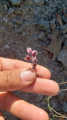 Streptanthus polygaloides