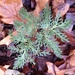 Cut-leaved Grapefern - Photo (c) Tom Preney, some rights reserved (CC BY-NC), uploaded by Tom Preney