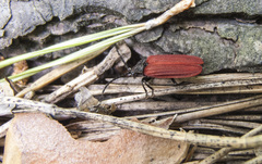 Pyropterus nigroruber