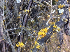 Teloschistes velifer