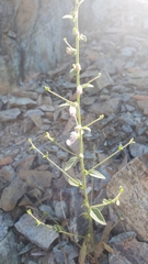 Sairocarpus vexillocalyculatus