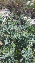 Psephellus declinatus