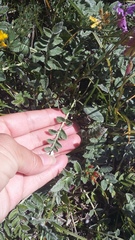 Psephellus declinatus