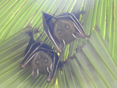 Cynopterus sphinx