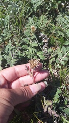 Psephellus declinatus