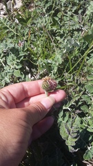 Psephellus declinatus