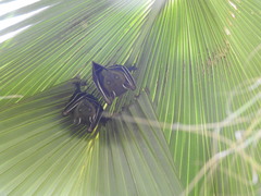 Cynopterus sphinx