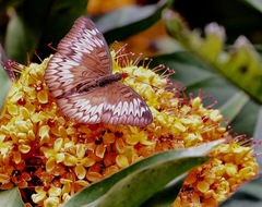 Euthalia monina monina