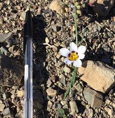 Romulea hallii