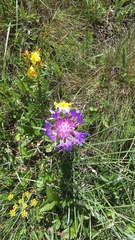 Centaurea fuscomarginata