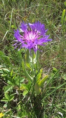 Centaurea fuscomarginata