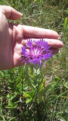Centaurea fuscomarginata