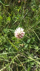 Trifolium ambiguum
