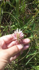 Trifolium ambiguum