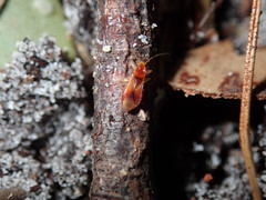 Thaumastocoridae
