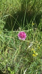 Allium rotundum jajlae