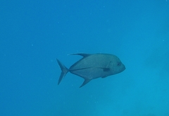Caranx lugubris