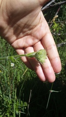Silphiodaucus hispidus