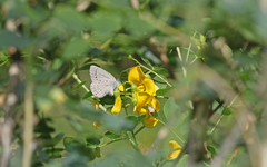 Iolana iolas
