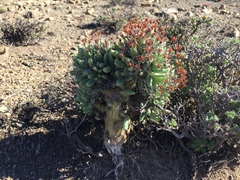 Tylecodon reticulatus