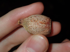 Eucalyptus planchoniana