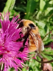 Bombus distinguendus