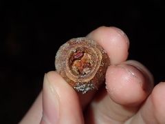 Eucalyptus planchoniana