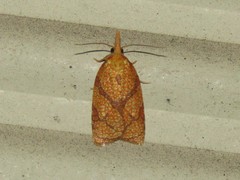 Cenopis reticulatana