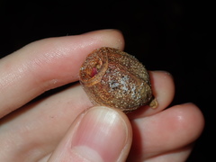 Eucalyptus planchoniana