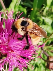 Bombus distinguendus