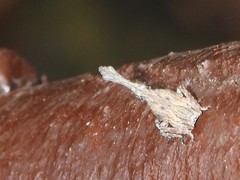 Pyrops candelaria