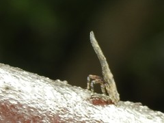 Pyrops candelaria