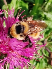 Bombus distinguendus