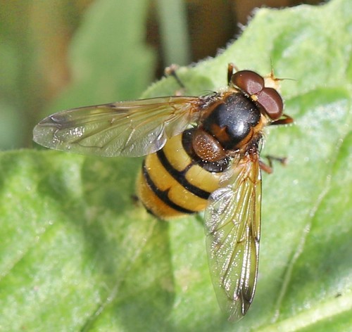 Volucella inanis nuotrauka