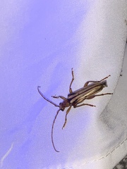 Ortholeptura valida