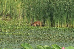 Hydropotes inermis argyropus